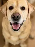 Дени